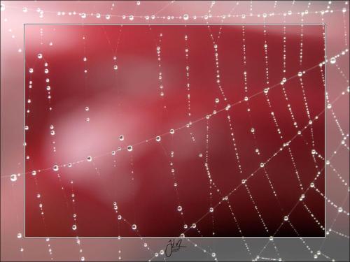 Perles (rouges)