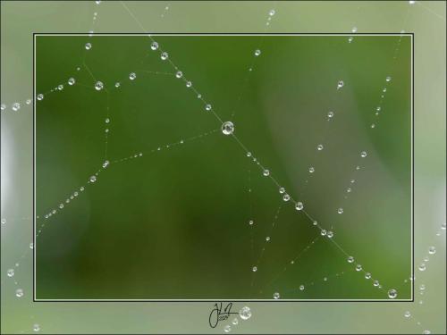 Perles (vertes)