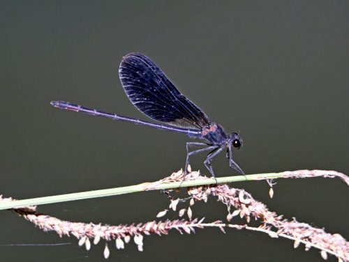 JLN_Demoiselle_PANA2922