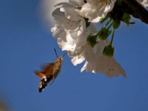 JLN_JLN_Sphinx colibri 2_P1500736_00